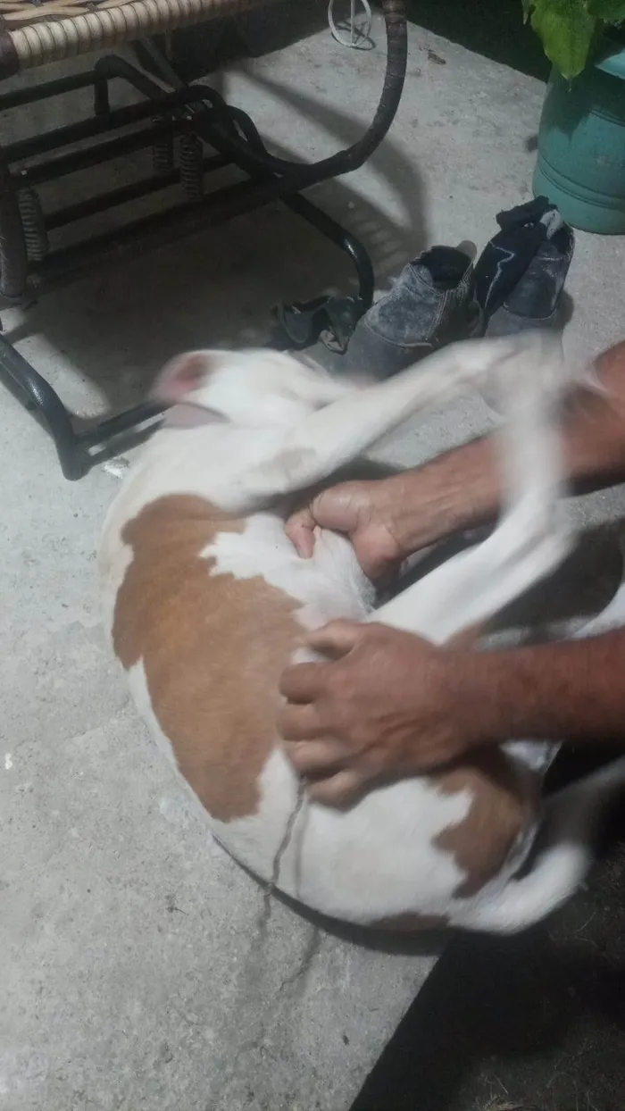 Cachorro ra a Pit-Bull idade 2 anos nome Zoe