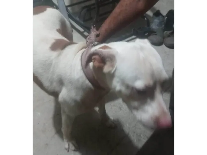 Cachorro ra a Pit-Bull idade 2 anos nome Zoe