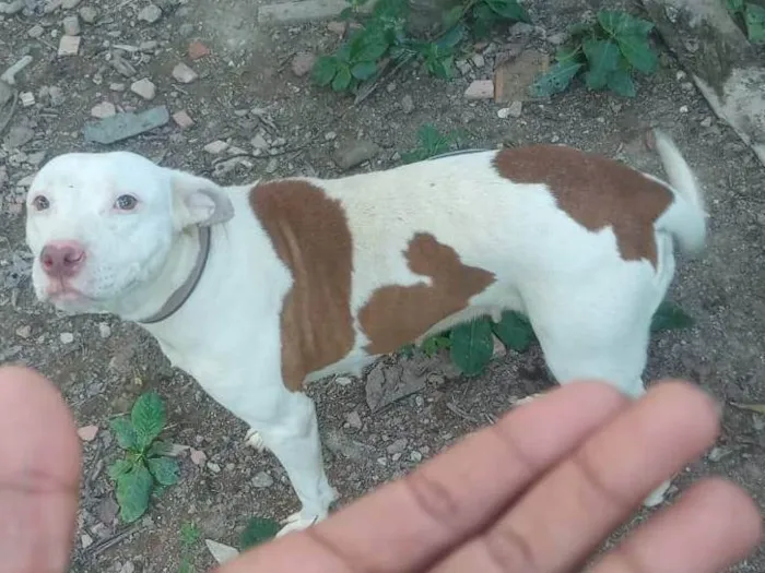 Cachorro ra a Pit-Bull idade 2 anos nome Zoe