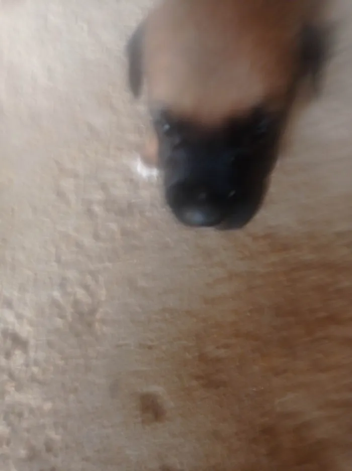 Cachorro ra a SRD-ViraLata idade Abaixo de 2 meses nome Doação 