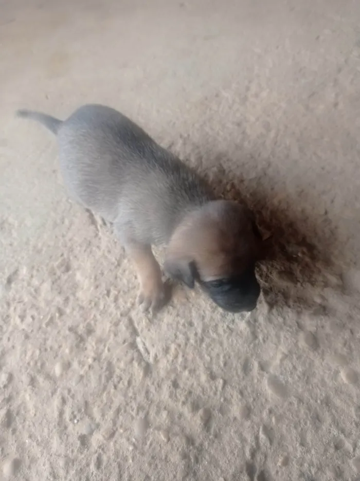 Cachorro ra a SRD-ViraLata idade Abaixo de 2 meses nome Doação 