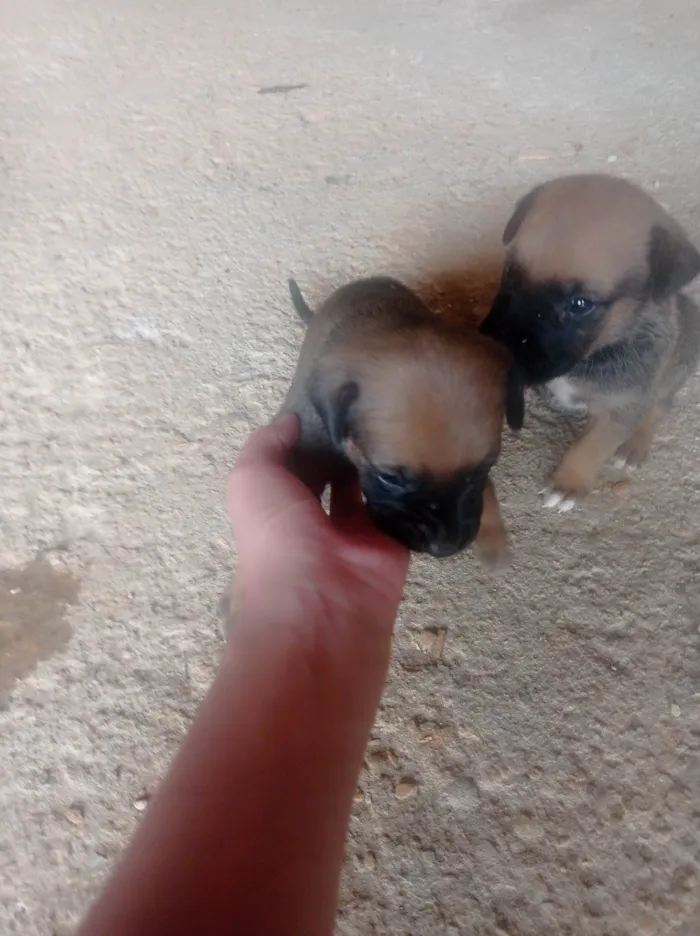 Cachorro ra a SRD-ViraLata idade Abaixo de 2 meses nome Doação 