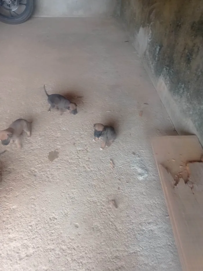 Cachorro ra a SRD-ViraLata idade Abaixo de 2 meses nome Doação 