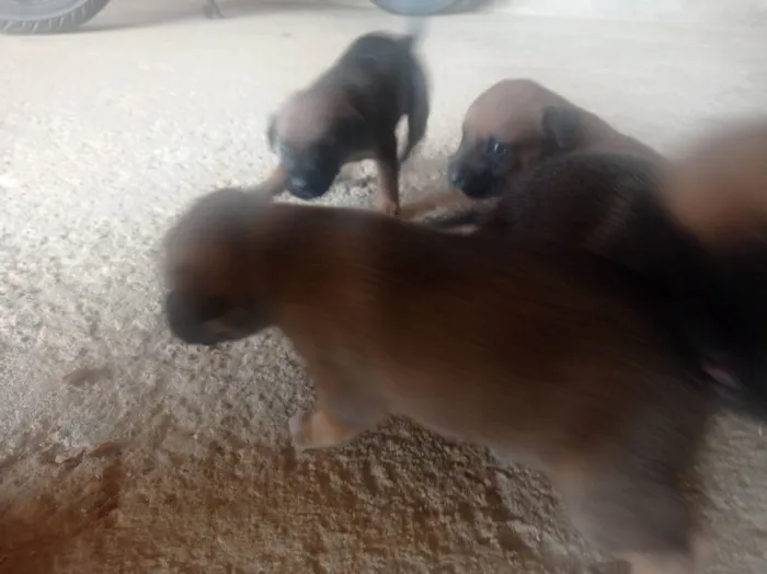 Cachorro ra a SRD-ViraLata idade Abaixo de 2 meses nome Doação 