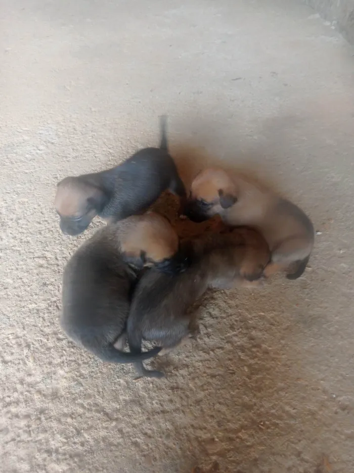 Cachorro ra a SRD-ViraLata idade Abaixo de 2 meses nome Doação 