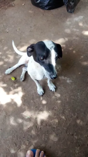 Cachorro raça SRD-ViraLata idade 2 anos nome Dock