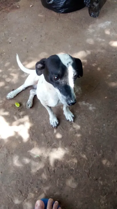 Cachorro raça SRD-ViraLata idade 2 anos nome Dock