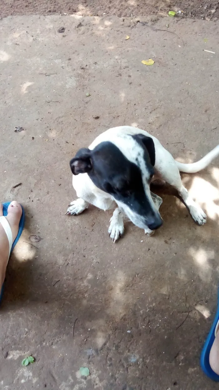 Cachorro ra a SRD-ViraLata idade 2 anos nome Dock