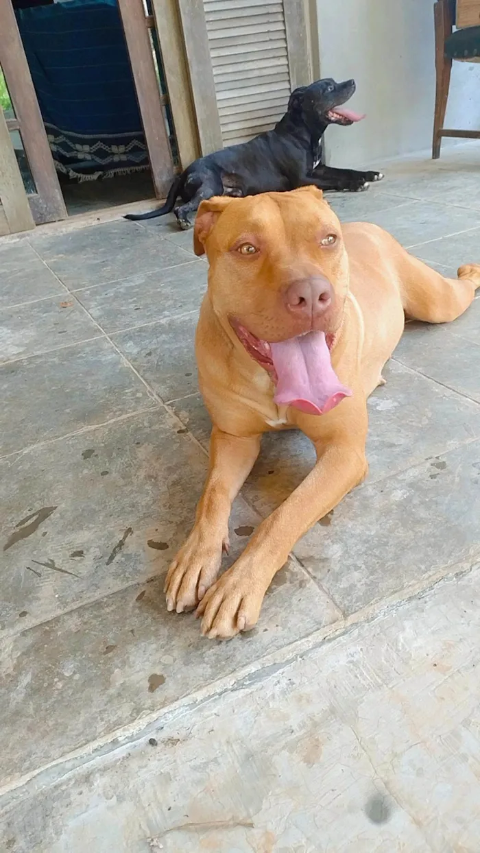 Cachorro ra a Pit-Bull idade 2 anos nome Mel