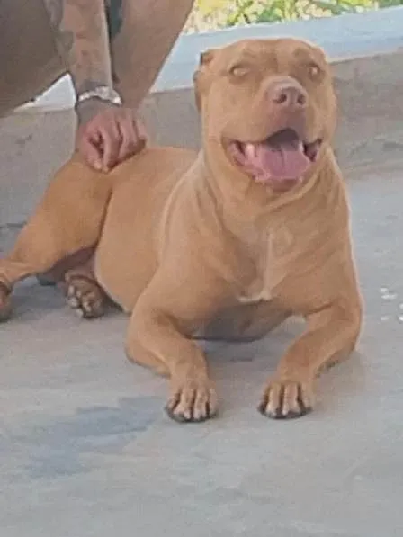Cachorro ra a Pit-Bull idade 2 anos nome Mel