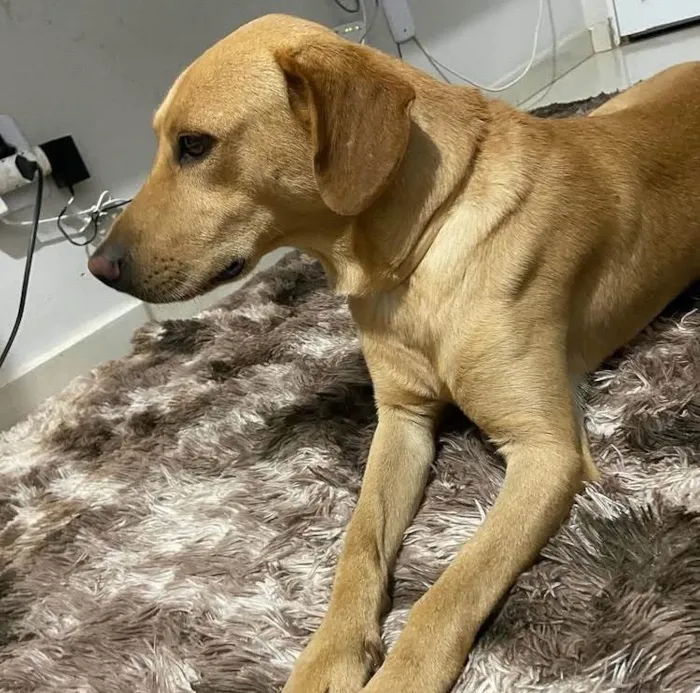 Cachorro ra a Labrador idade 6 ou mais anos nome Bobi 