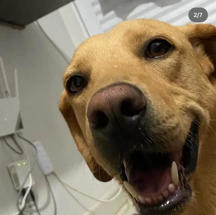 Cachorro ra a Labrador idade 6 ou mais anos nome Bobi 