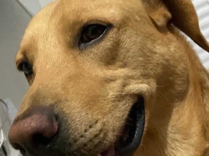 Cachorro ra a Labrador idade 6 ou mais anos nome Bobi 