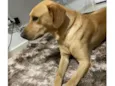 Cachorro ra a Labrador idade 6 ou mais anos nome Bobi 
