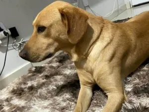 Cachorro raça Labrador idade 6 ou mais anos nome Bobi 
