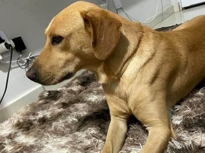 Cachorro ra a Labrador idade 6 ou mais anos nome Bobi 