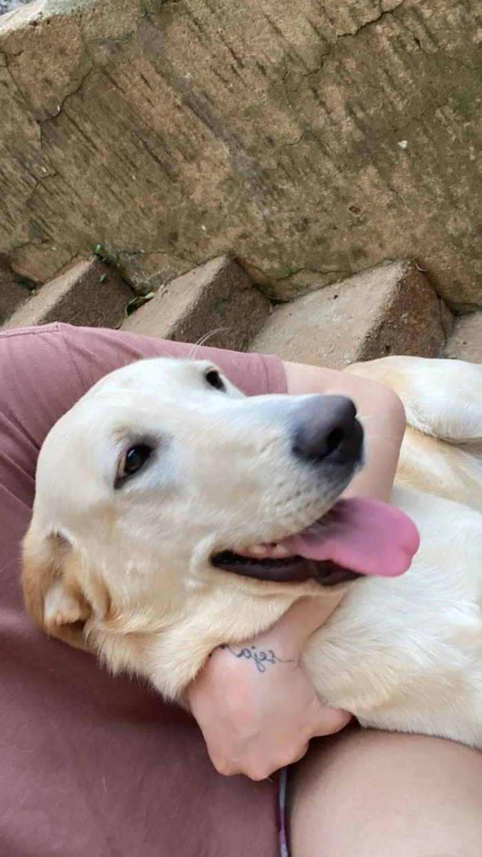 Cachorro ra a Labrador idade 1 ano nome Jujuba