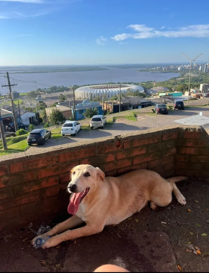 Cachorro ra a Labrador idade 1 ano nome Jujuba