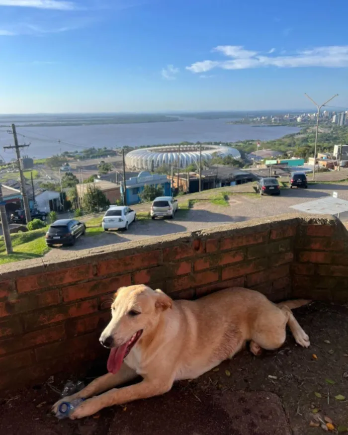 Cachorro ra a Labrador idade 1 ano nome Jujuba