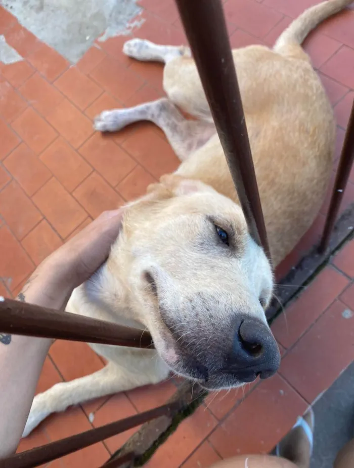 Cachorro ra a Labrador idade 1 ano nome Jujuba