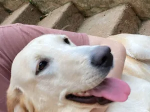 Cachorro raça Labrador idade 1 ano nome Jujuba