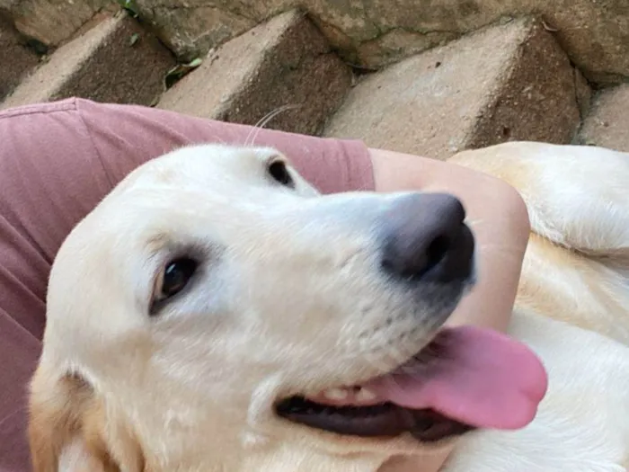 Cachorro ra a Labrador idade 1 ano nome Jujuba