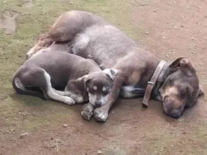 Cachorro raça SRD-ViraLata idade  nome Luna e Zoe