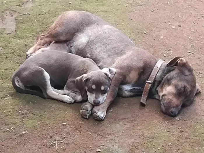 Cachorro ra a SRD-ViraLata idade  nome Luna e Zoe