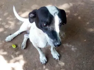 Cachorro raça SRD-ViraLata idade 2 anos nome Dock