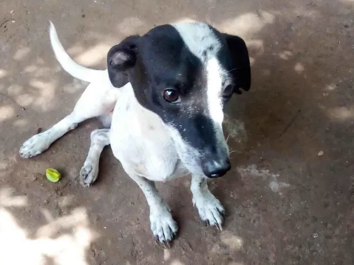 Cachorro ra a SRD-ViraLata idade 2 anos nome Dock