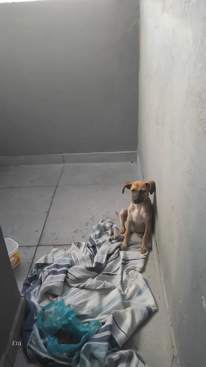 Cachorro ra a SRD-ViraLata idade 2 a 6 meses nome Paçoca 