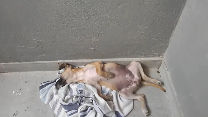 Cachorro ra a SRD-ViraLata idade 2 a 6 meses nome Paçoca 