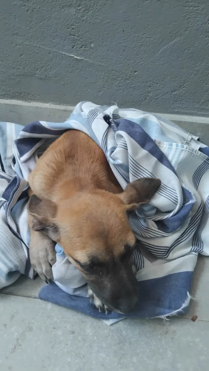 Cachorro ra a SRD-ViraLata idade 2 a 6 meses nome Paçoca 