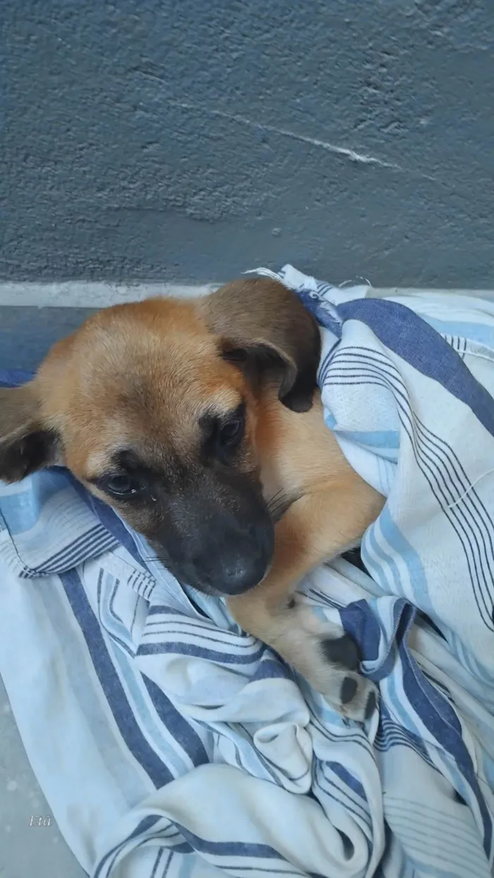 Cachorro ra a SRD-ViraLata idade 2 a 6 meses nome Paçoca 