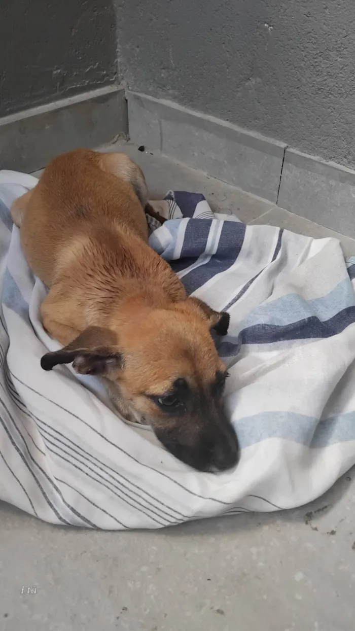 Cachorro ra a SRD-ViraLata idade 2 a 6 meses nome Paçoca 