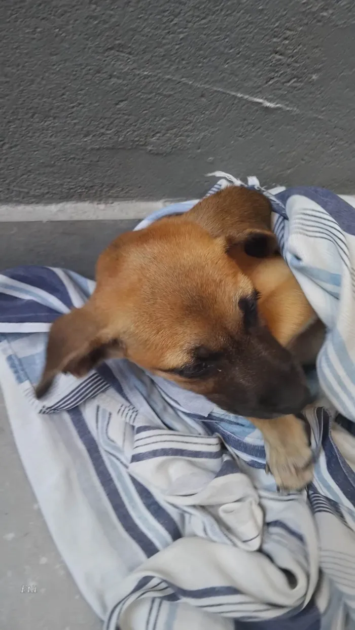 Cachorro ra a SRD-ViraLata idade 2 a 6 meses nome Paçoca 