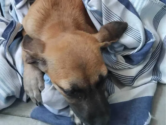 Cachorro ra a SRD-ViraLata idade 2 a 6 meses nome Paçoca 