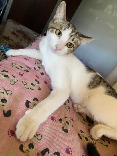 Gato raça Exótico idade 7 a 11 meses nome Sem nome 