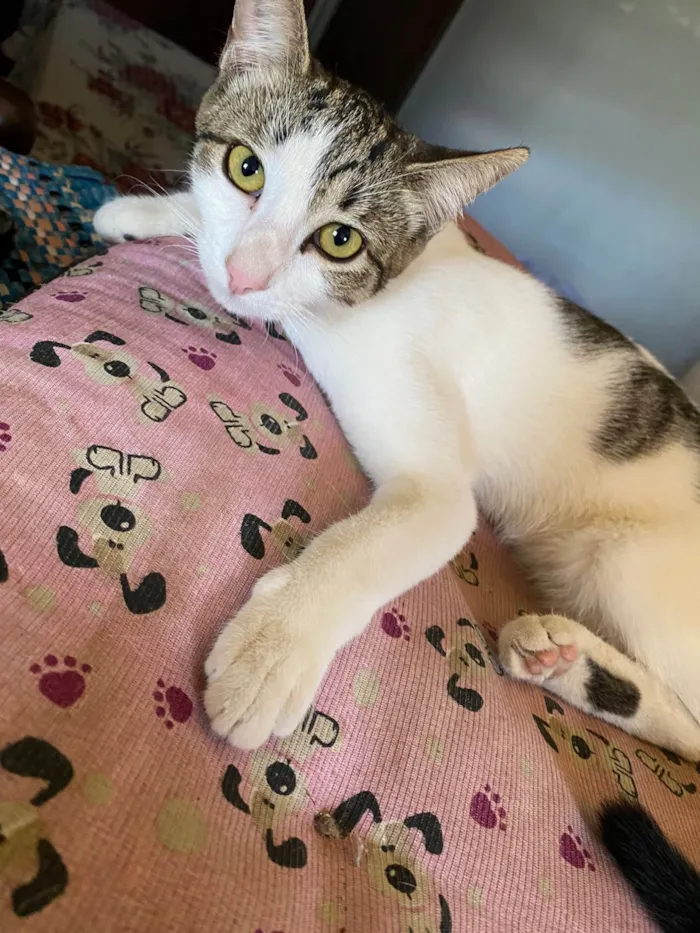 Gato ra a Exótico idade 7 a 11 meses nome Sem nome 