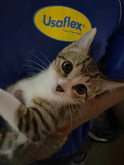 Gato raça Exótico idade 7 a 11 meses nome Sem nome 