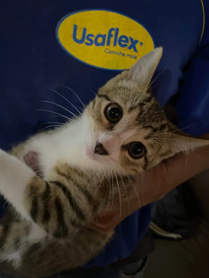 Gato ra a Exótico idade 7 a 11 meses nome Sem nome 