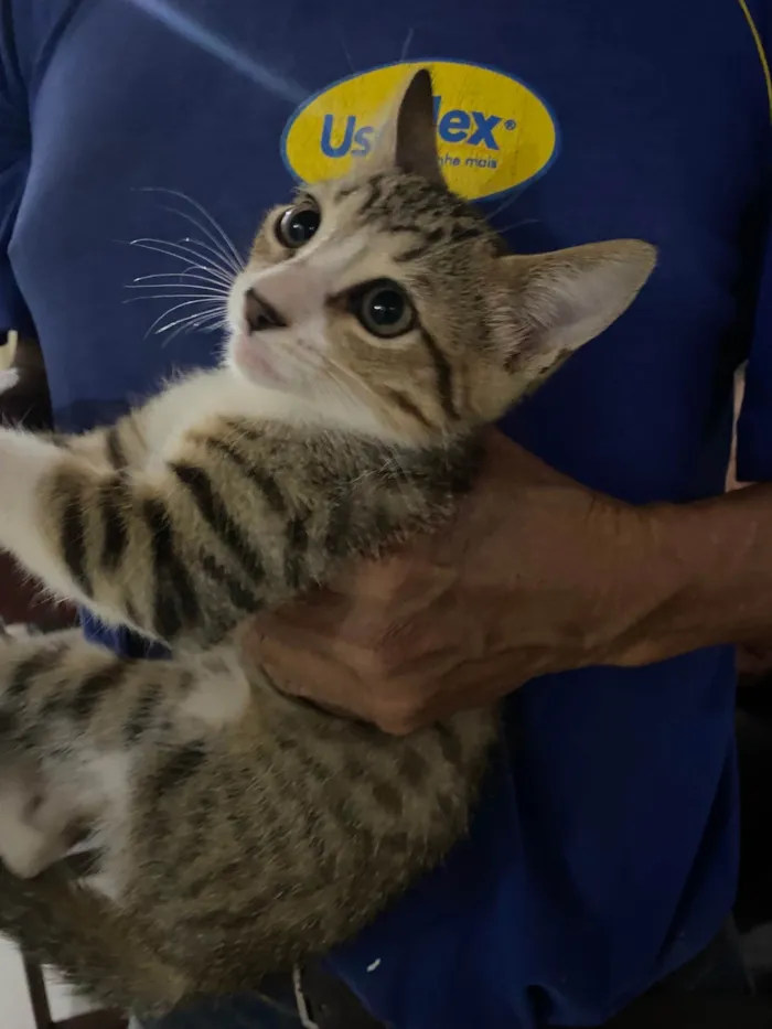 Gato ra a Exótico idade 7 a 11 meses nome Sem nome 