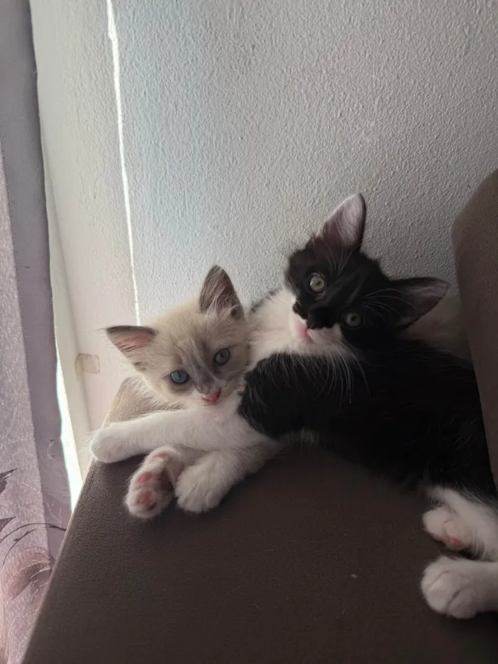 Gato ra a SRD-ViraLata idade 2 a 6 meses nome Francisco e Theodoro