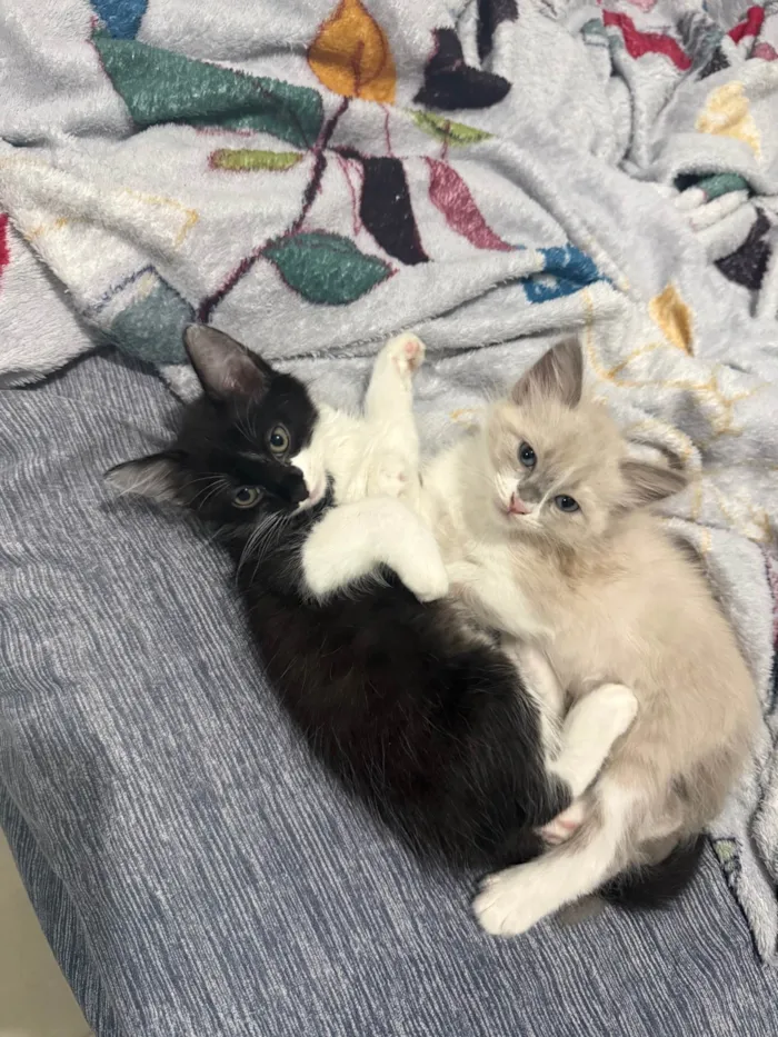 Gato ra a SRD-ViraLata idade 2 a 6 meses nome Francisco e Theodoro