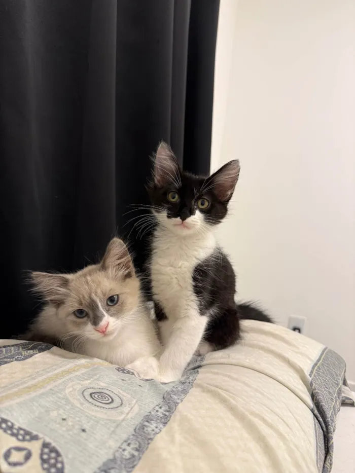 Gato ra a SRD-ViraLata idade 2 a 6 meses nome Francisco e Theodoro