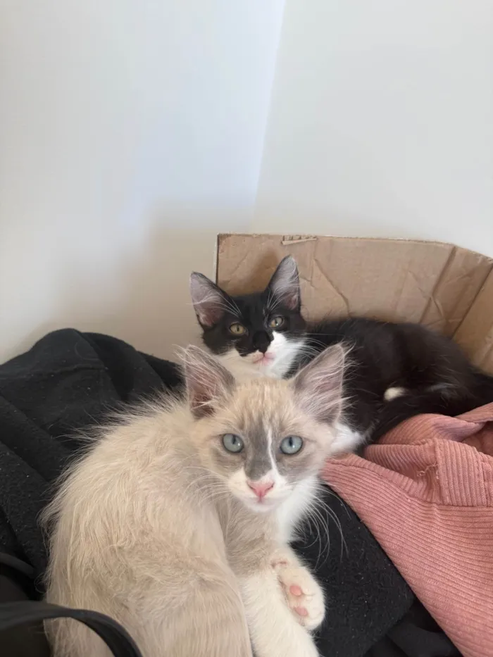 Gato ra a SRD-ViraLata idade 2 a 6 meses nome Francisco e Theodoro