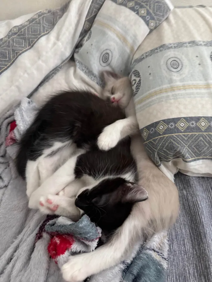 Gato ra a SRD-ViraLata idade 2 a 6 meses nome Francisco e Theodoro