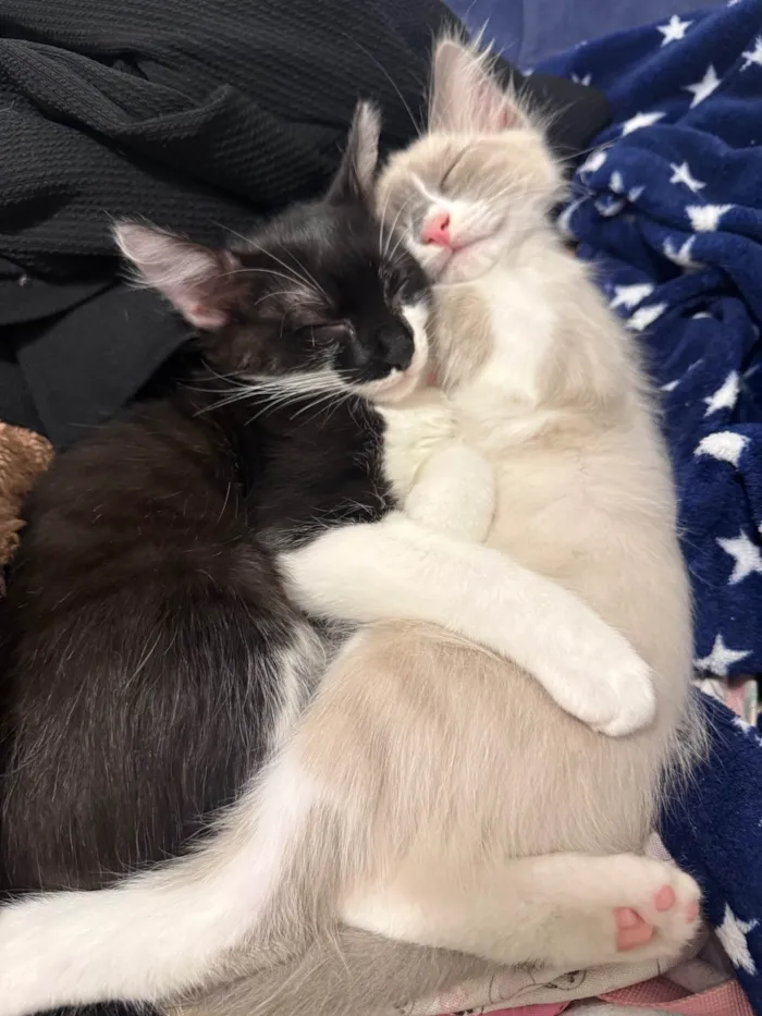 Gato ra a SRD-ViraLata idade 2 a 6 meses nome Francisco e Theodoro