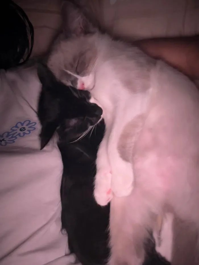 Gato ra a SRD-ViraLata idade 2 a 6 meses nome Francisco e Theodoro