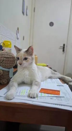 Gato raça SRD-ViraLata idade 7 a 11 meses nome Mavi